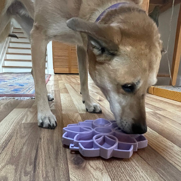 Tail-Wagging Treats