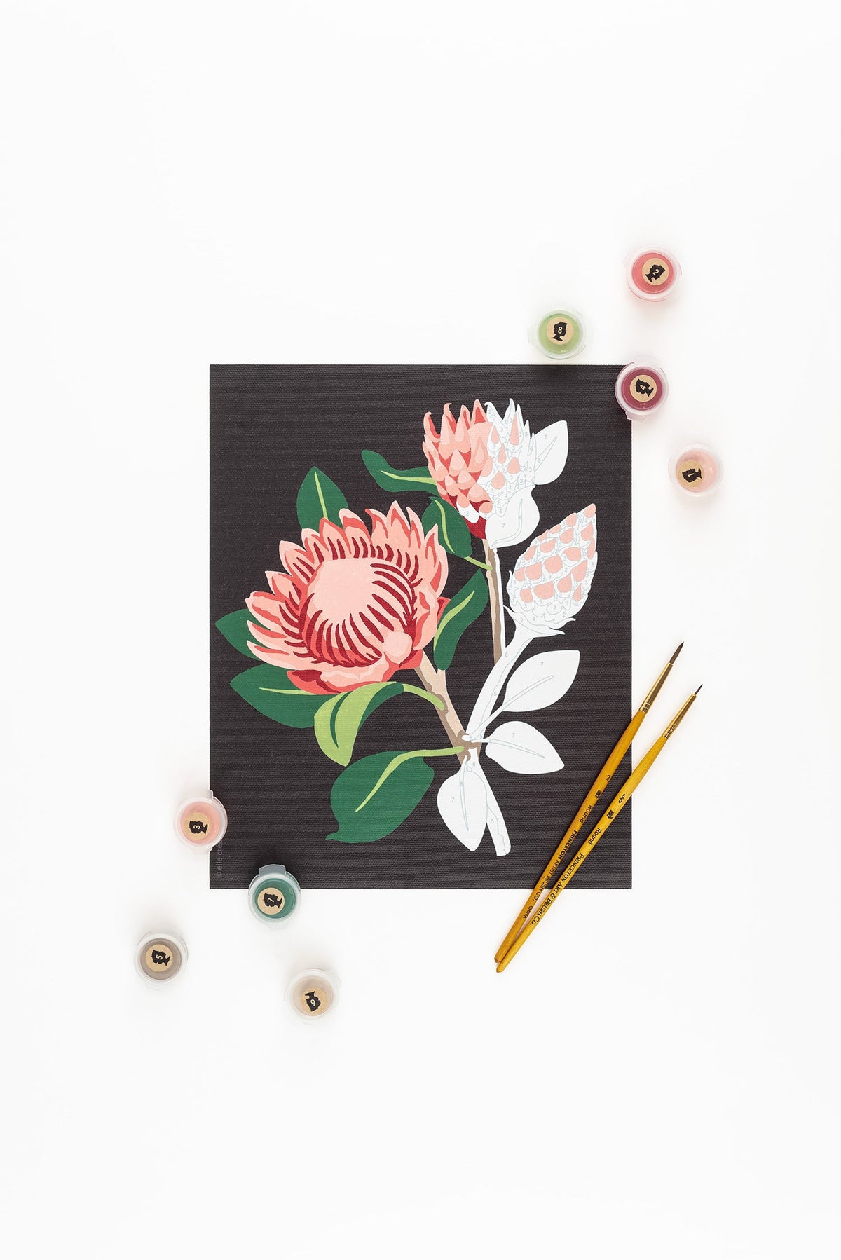 King Protea Blooms (black background) | 8x10 paint-by-number kit