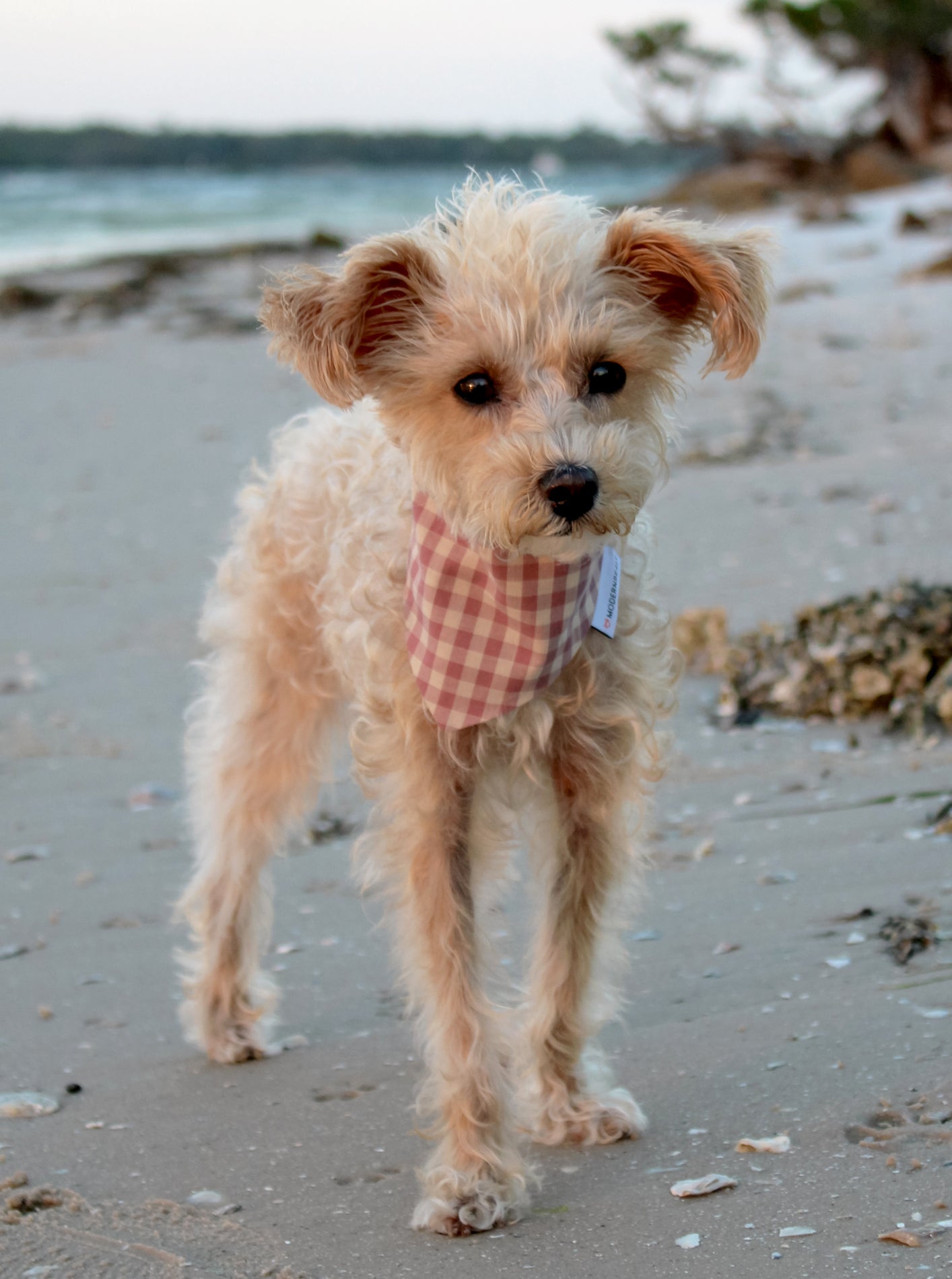 GINGHAM BANDANA