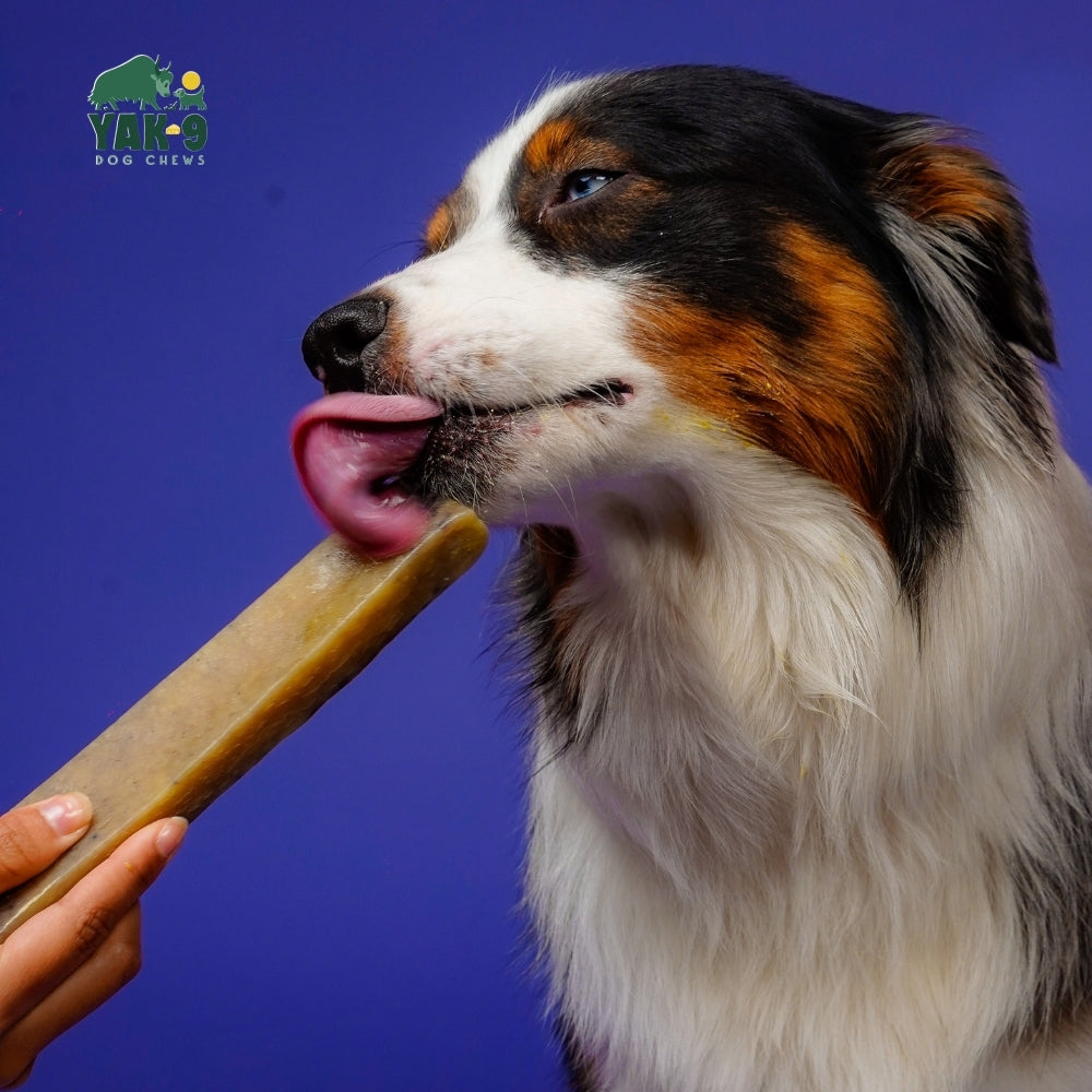 Blueberry Yak Chews for Dogs