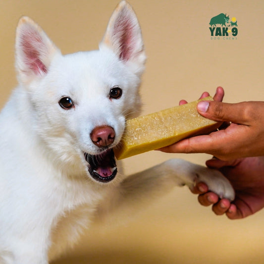 Coconut Yak Milk Chews for Dogs