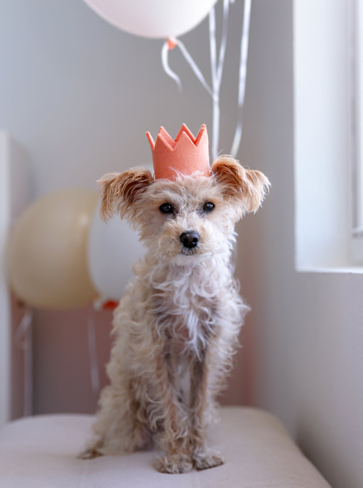 NEUTRAL PARTY CROWNS
