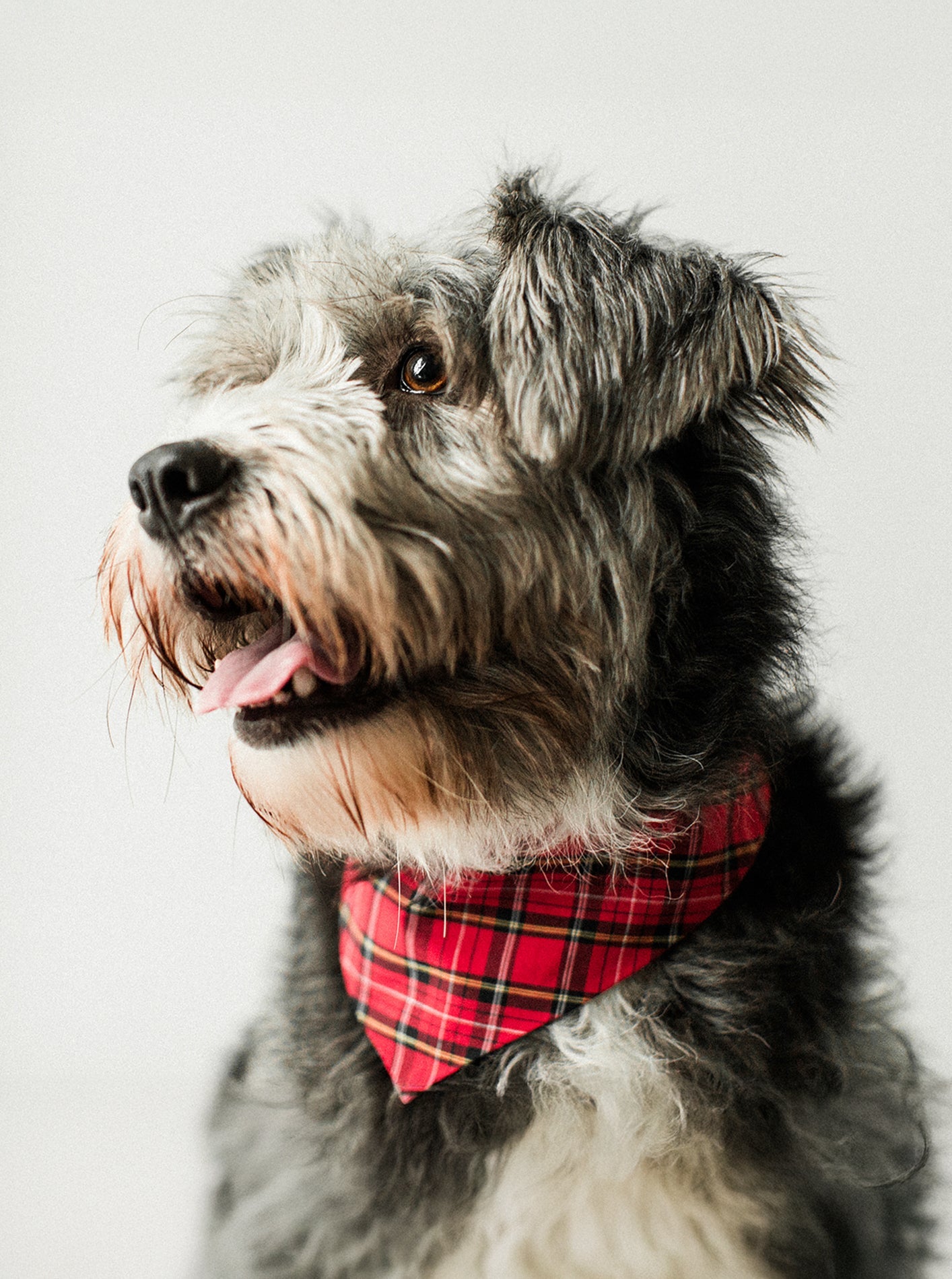 WINTER BANDANA